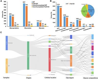 Glycoproteomic Characterization of FUT8 Knock-Out CHO Cells Reveals Roles of FUT8 in the Glycosylation